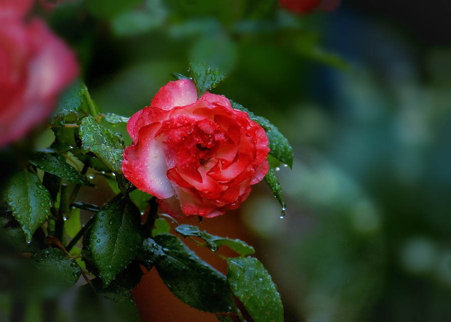 DSC01589. 雨粒の妙