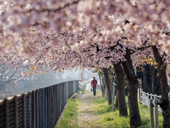 DSC08916 桜の散歩道