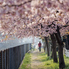 DSC08916 桜の散歩道