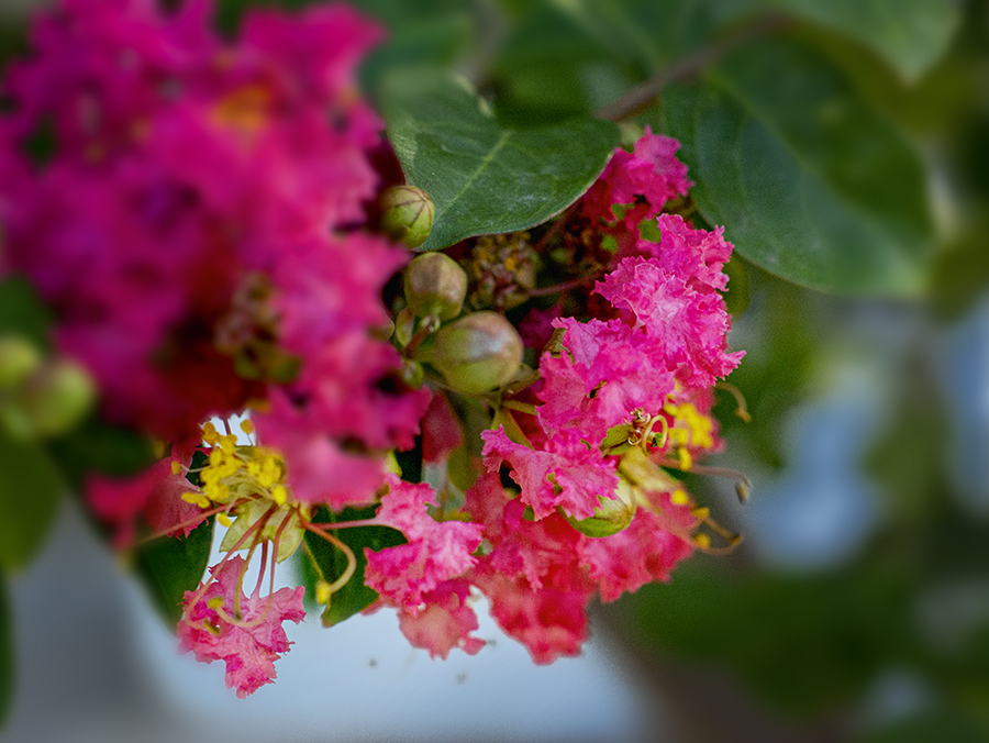 DSC07463. 木陰の華麗