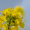 土手の菜の花DSC00893.