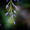 DSC00555. 藤の花.-1