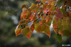 DSC01654  公園の秋