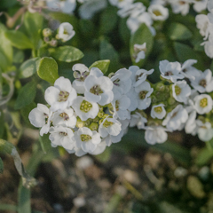 DSC06068  アリッサム　　ミヤマナズナ属