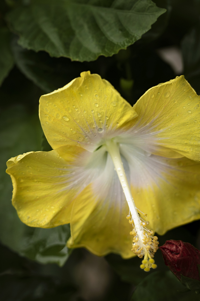 雨粒とハイビスカス