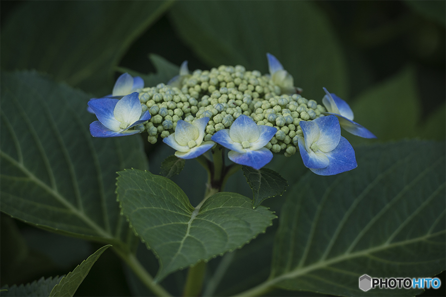 DSC06363 2017 初 紫陽花