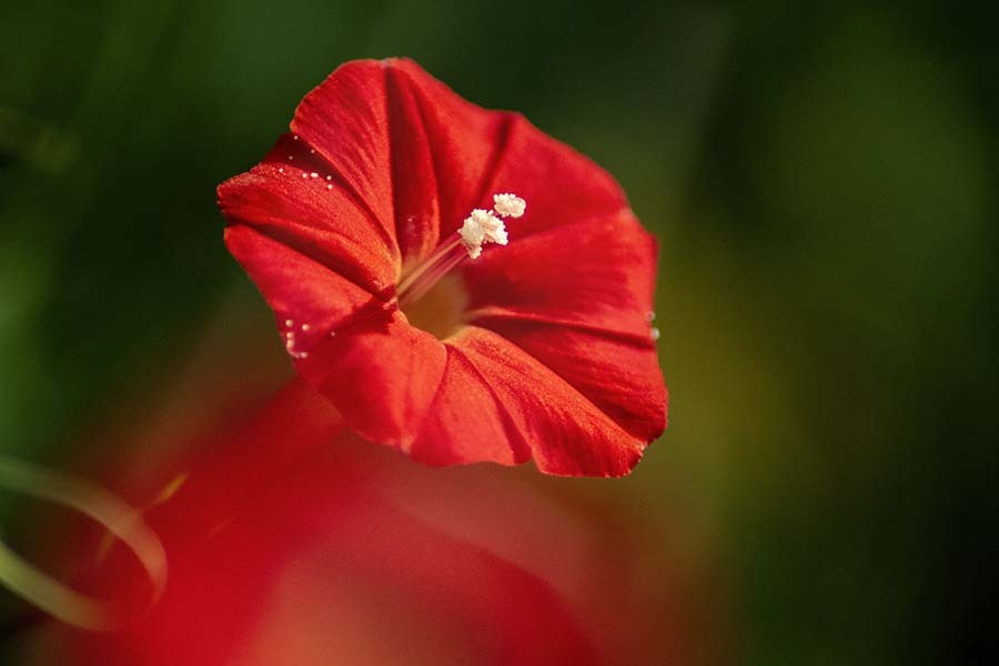 DSC00818. 朝の留紅草