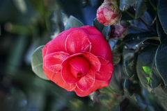 カメリア　DSC02851