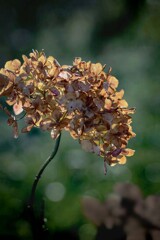 冬の紫陽花　DSC06505