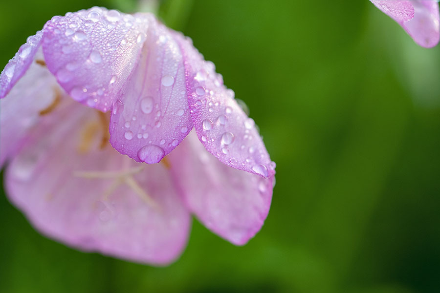 DSC03156. 雨に洗われた