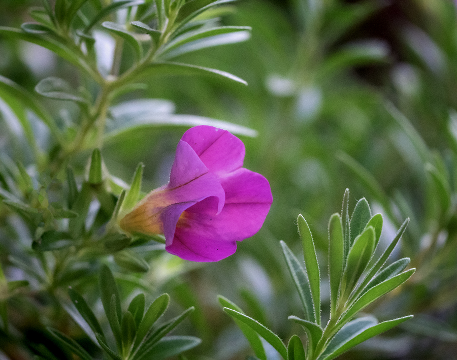 DSC09437. 可愛い花