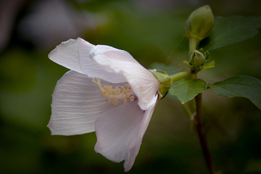 DSC07333 小町ムクゲ