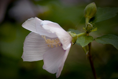 DSC07333 小町ムクゲ