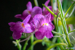 DSC05620-リナリアグッピー3