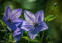 江戸桔梗物語　寄り添いて.