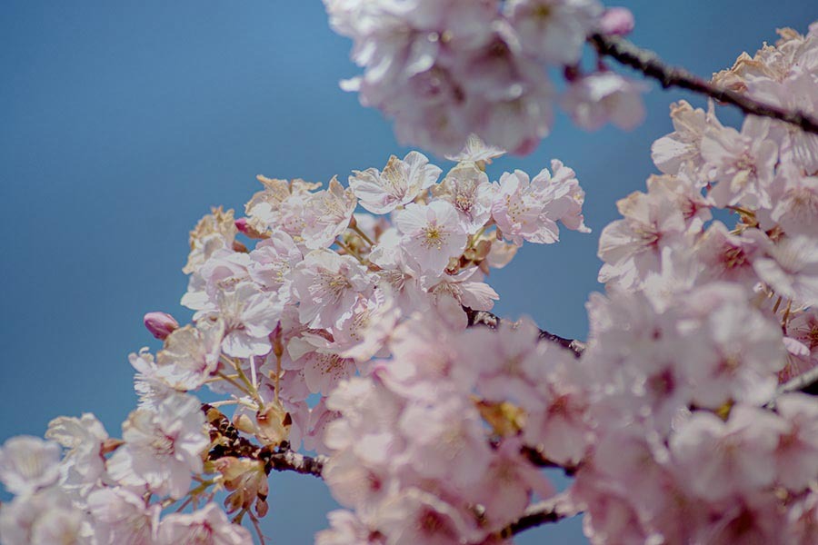 DSC00296.安行桜