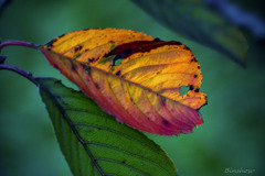 DSC04259-そっとお休み