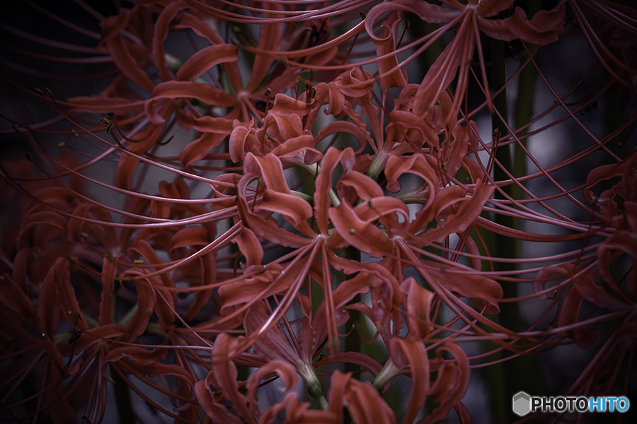 DSC09576- 乱舞 HDR