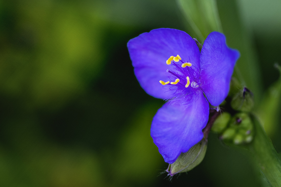 DSC06428-1  露草