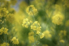 DSC06121 伊東海岸の菜の花