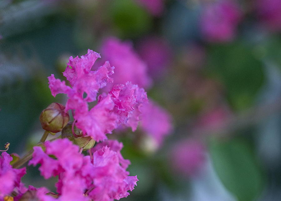 DSC03682 木蔭の百日紅