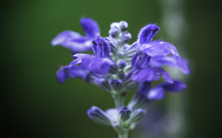 DSC01564  青いサルビア-1