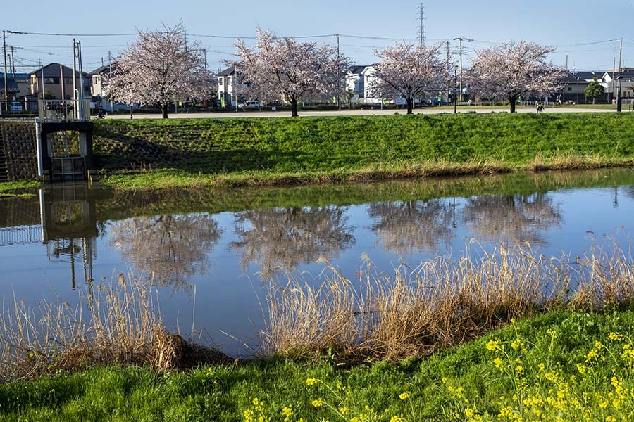 DSC01947 川面に桜