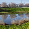 DSC01947 川面に桜