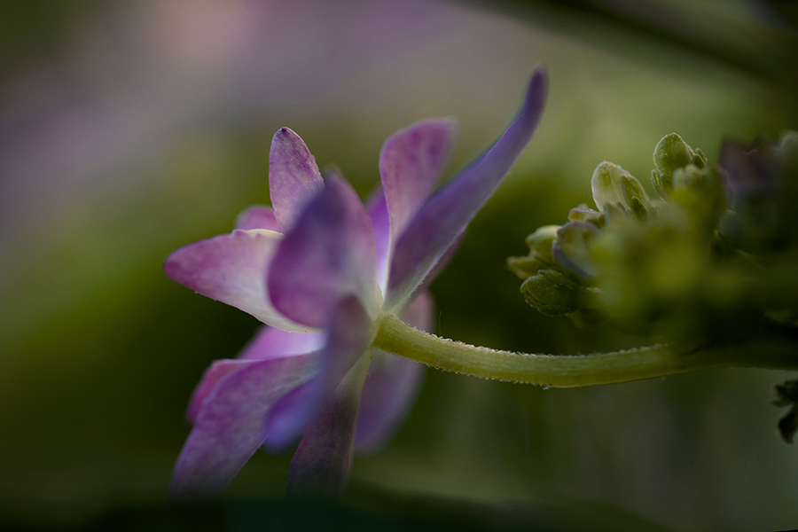 五月の紫陽花-3
