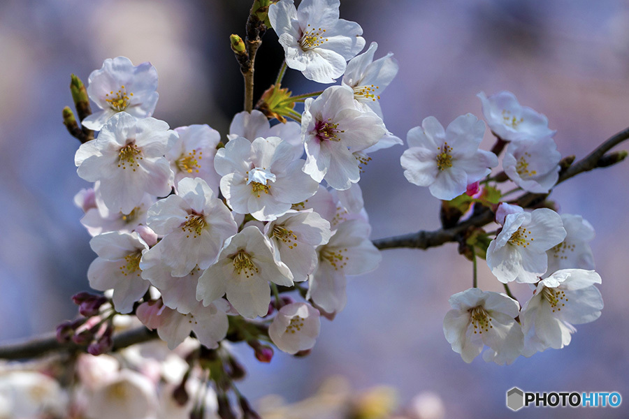 DSC09615  桜の頃は楽し　