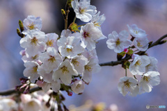 DSC09615  桜の頃は楽し　