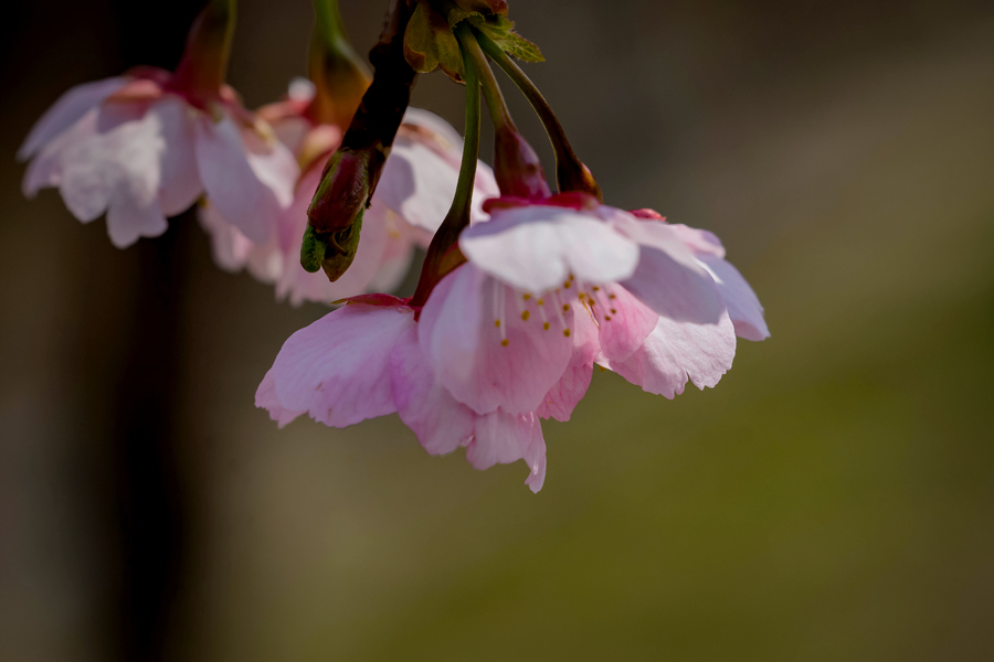 DSC04501 仰ぎ見る