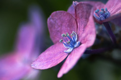 DSC01626 紫陽花の内緒話、晴れたらいいね