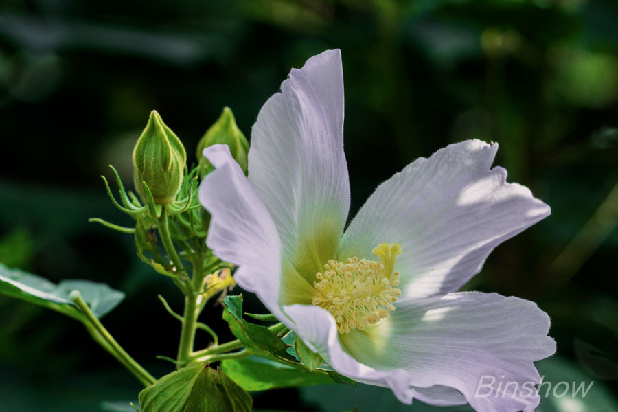 DSC01990-白い芙蓉