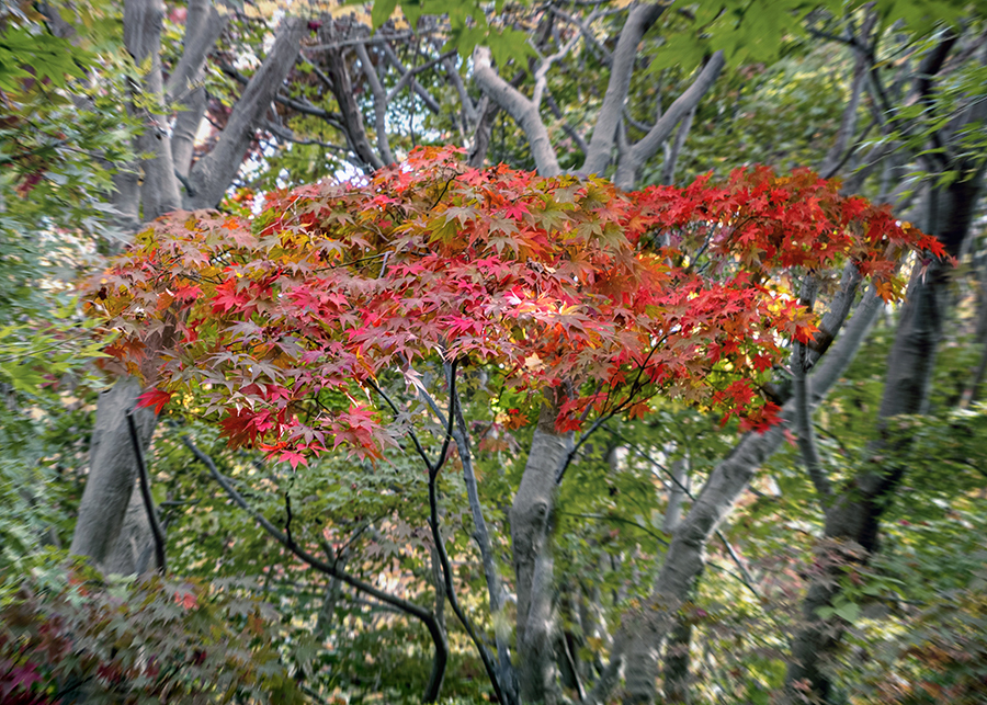 DSC08933. 林道の秋