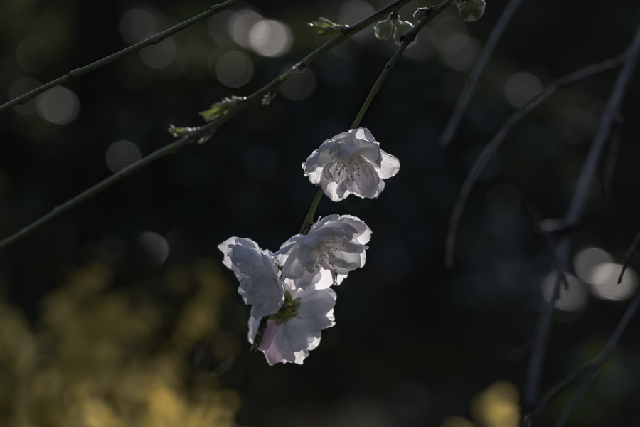 春を彩る桃の花-1