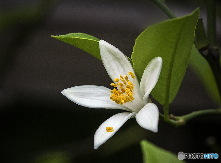 DSC04813柚子の花