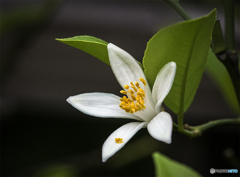 DSC04813柚子の花