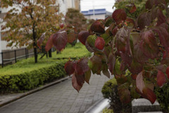 DSC09485  遊歩道の紅葉