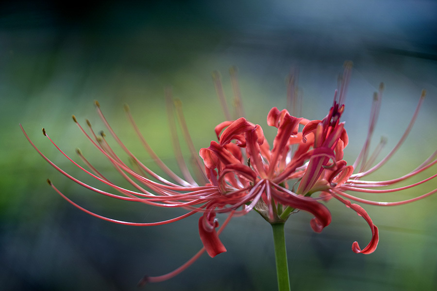 DSC08527.-水辺の彼岸花