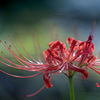 DSC08527.-水辺の彼岸花