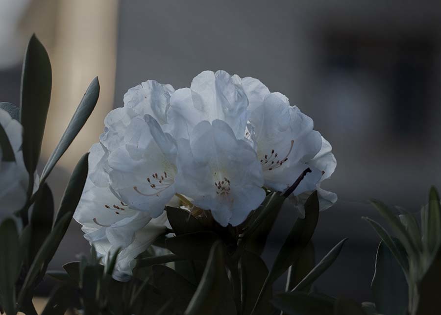 DSC01877 朝の白石楠花