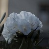 DSC01877 朝の白石楠花