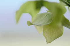 DSC06362.-1 爽朝クリスマスローズ