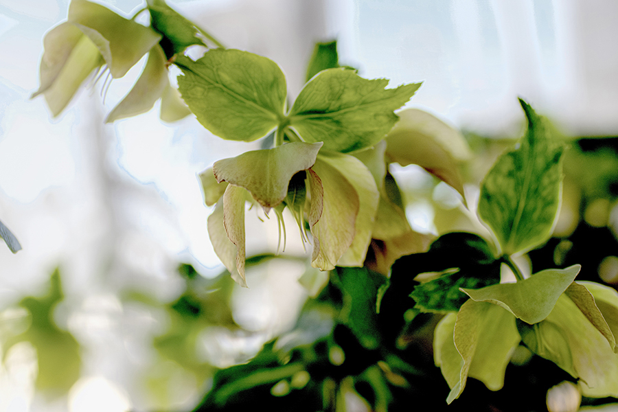 DSC06057 窓辺のローズ