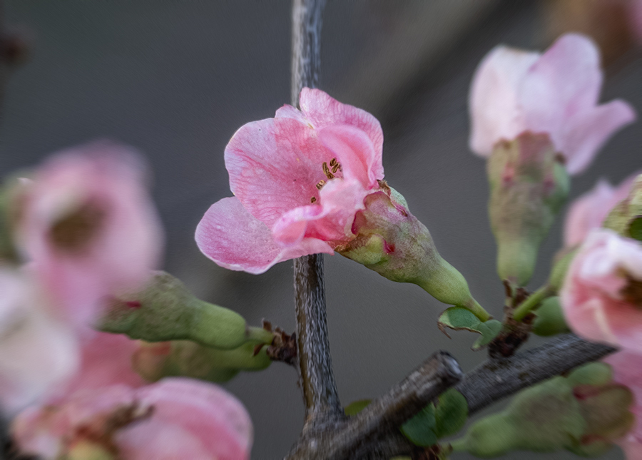 DSC09322. 春の魁 木瓜の花