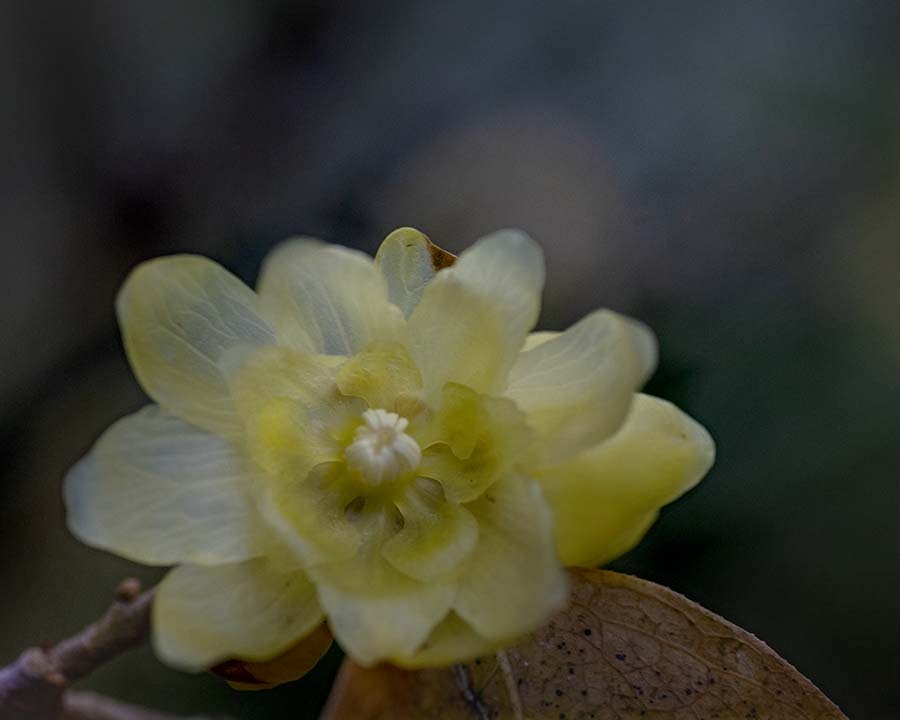 DSC06627. 静かに薫る