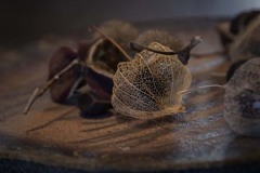 DSC05668.  秋の思い出