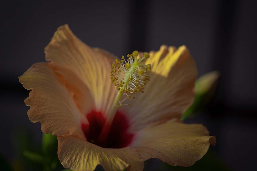 DSC06062. 冬日にたわやか
