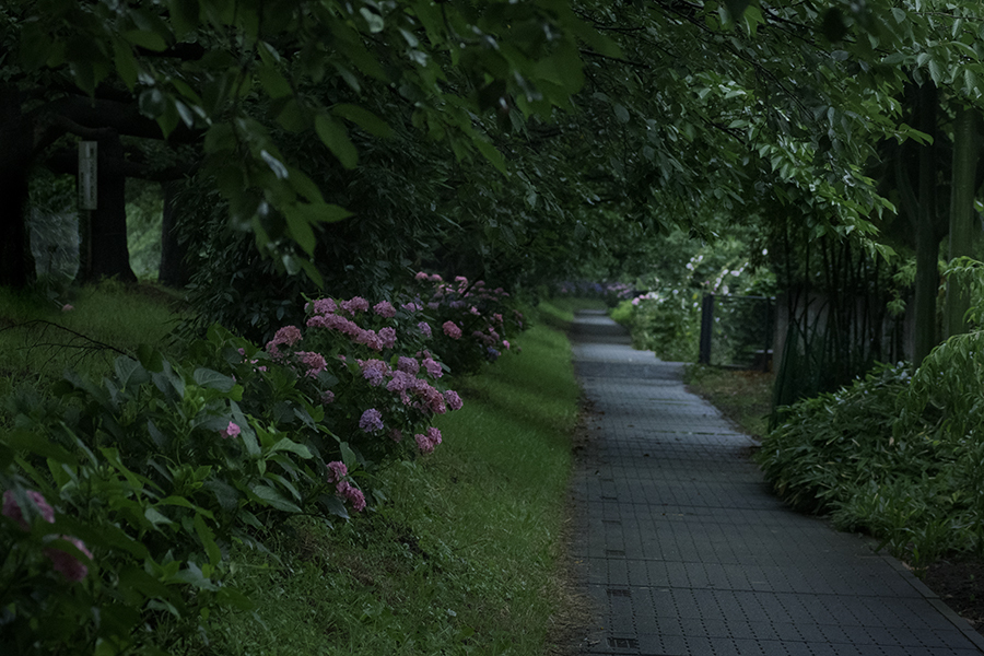DSC03660. マイナスイオン降る散策路